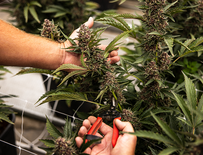 Shafik Raw Garden - 137 1