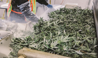 Shafik Raw Garden - 137 2