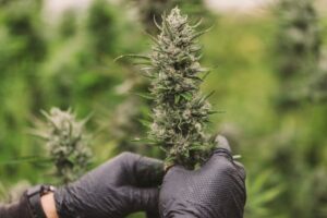 Raw-Garden_2