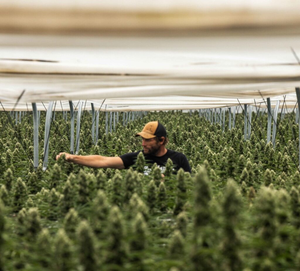 shafik-efbfbd-raw-garden-85-aspect-ratio-365-330